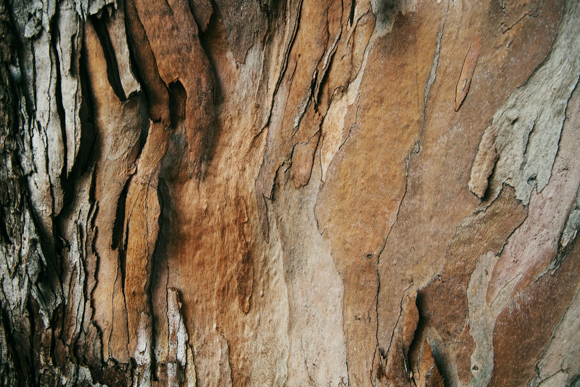 Latest environment grants in Australia